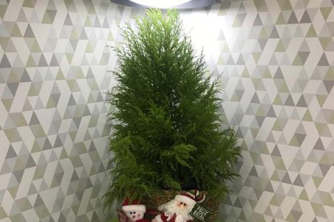 Natal 2018